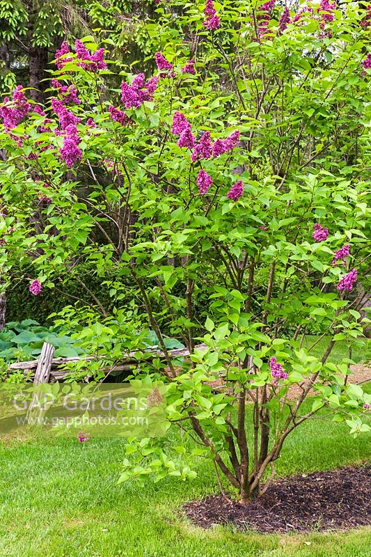 Syringa vulgaris - Common Lilac tree in bloom and Hosta plants behind a rustic wooden fence in backyard garden in spring, Le Jardin de Francois garden, Quebec, Canada. 