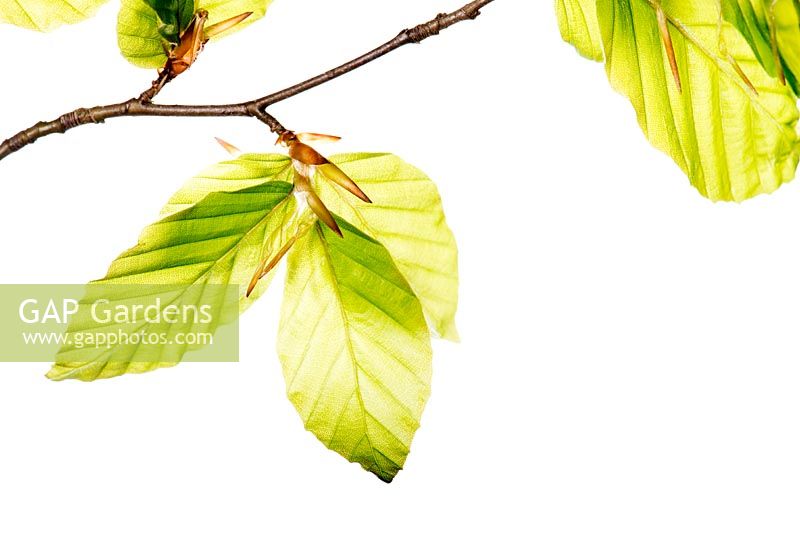 Fagus sylvatica- Common beech leaves, May