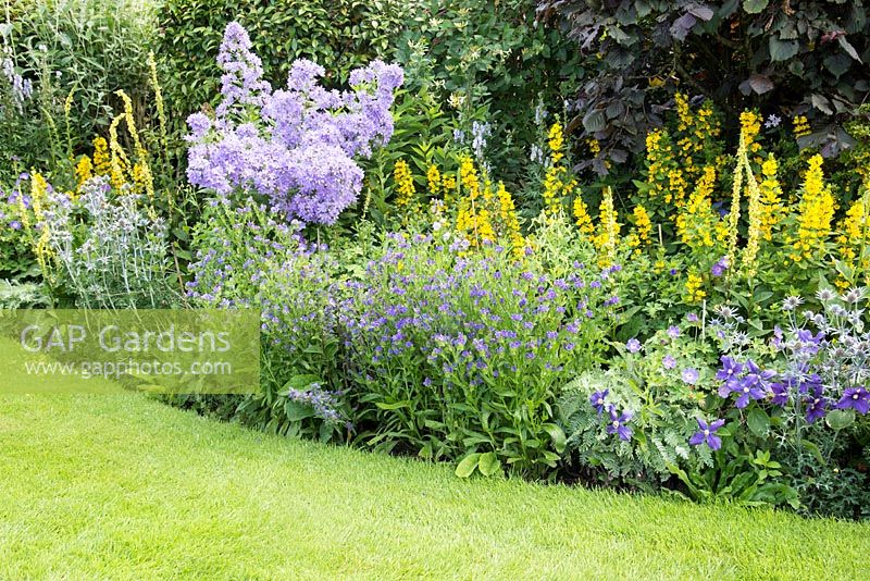 Yellow and blue bed with Eryngium bourgatii, Campanula lactiflora 'Pritchards Variety', Verbascum chaixii, Clematis Limonium and Lysimachia punctata 