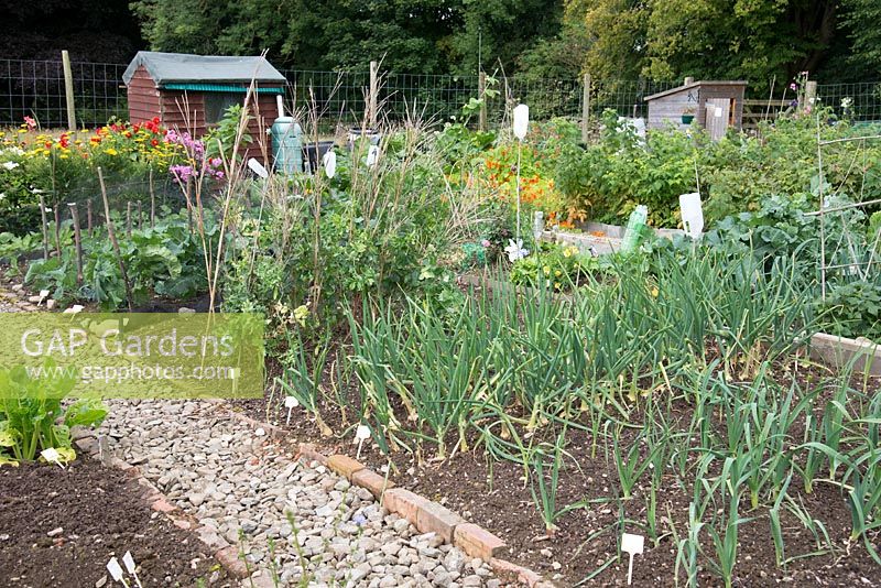 Allotment with vegetable beds, August 