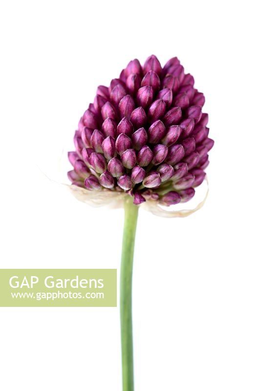 Allium sphaerocephalon - Round-headed garlic or Round-headed leek, June