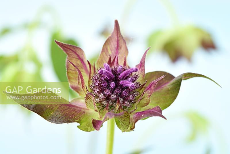 Monarda 'Blaustrumpf' - Bergamot flower and bracts, July
