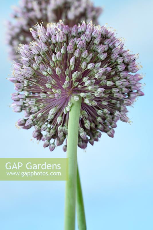 Allium ampeloprasum 'Elephant' - Elephant garlic flowers, July