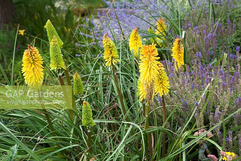 Kniphofia 'Wrexham Buttercup'- Red hot pokers, planted alongside Nepeta - Catmint, July
