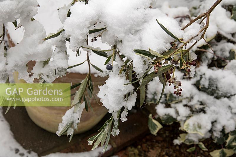 Olive tree in pot, heavy snow, branches bending, close up of branch with olives, December