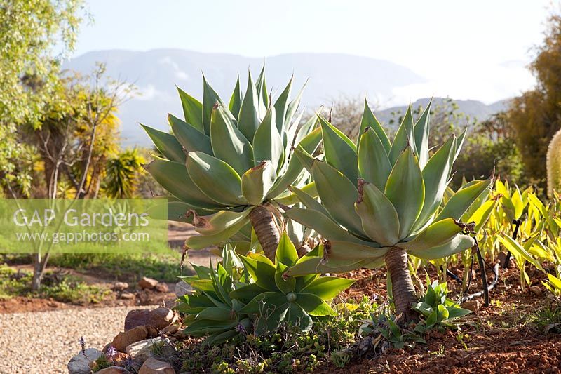 Agave attenuata - Lion's tail or Foxtail, October