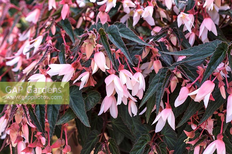 Begonia boliviensis 'Bossa Nova White'