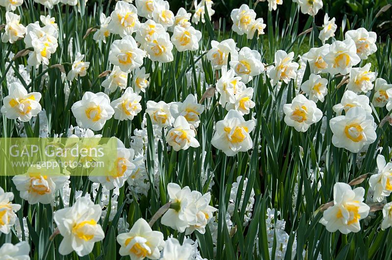 Narcissus Unique, Hyacinthus Carnegie - Daffodils, April