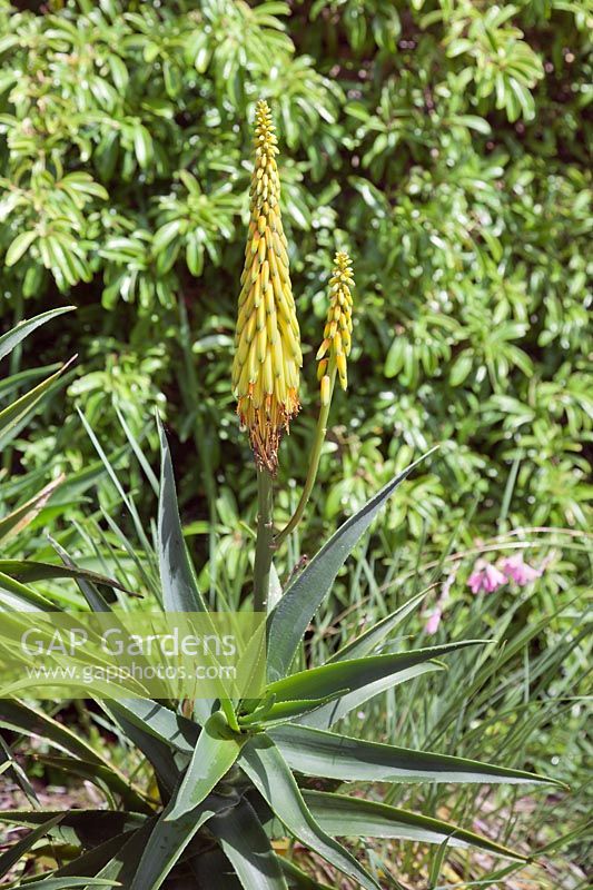 Aloe striatula - Hardy aloe, July