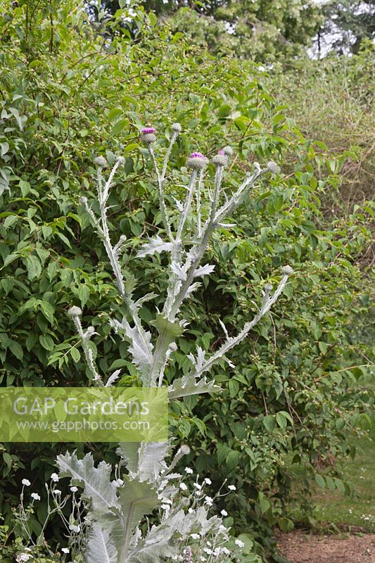 Onopordum acanthium standing out against deciduous shrubs - Scotch Thistle or Cotton Thistle - July 