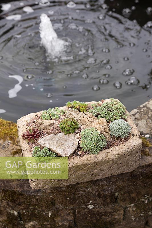 Sempervivum in a tufa alpine tough displayed on edge of water feature - August
