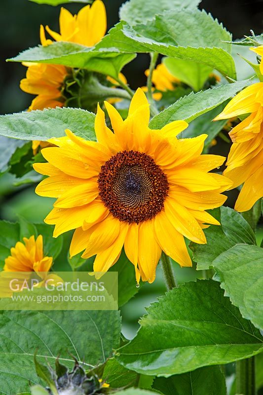 Helianthus annuus 'Junior' - Sunflower