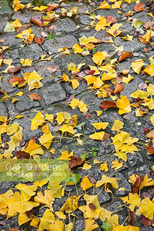 Ginkgo biloba fallen leaves on paving.