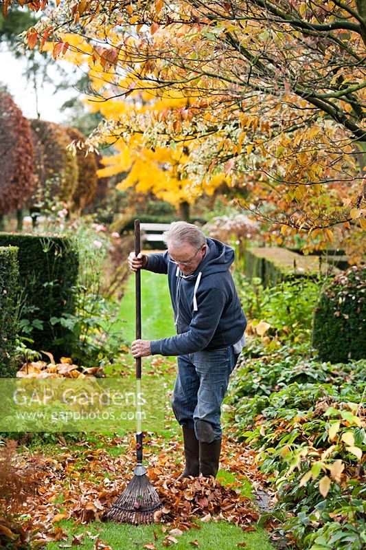 Leo Laureys raking fallen leaves in his garden in November.