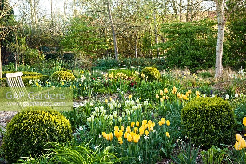 Spring borders of tulips and daffodils.  Box topiary. Tulipa 'Spring Green', Tulipa 'Strong Gold', Tulip 'Golden Apeldoorn'.