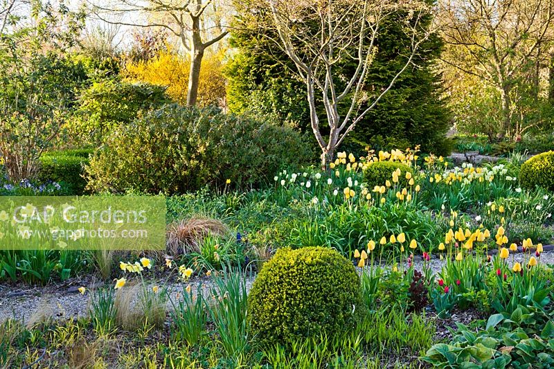 Path leading through spring borders of tulips and daffodils.  Box topiary. Tulipa 'Spring Green', Tulipa 'Strong Gold', Tulip 'Golden Apeldoorn'.