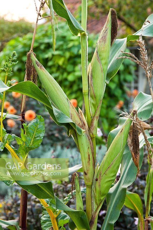 Sweetcorn ripening on the plant, September