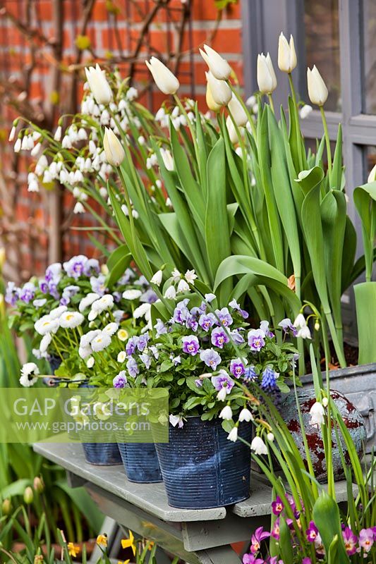 Spring floral display of tulips, violas, snowflakes and daisies, April