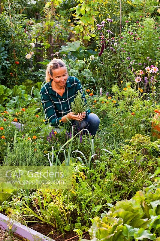 Woman harvesting herbs - savory in the garden, August