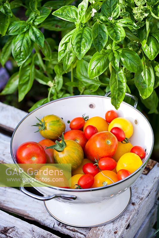 Mixed varieties of tomatoes and basil, August