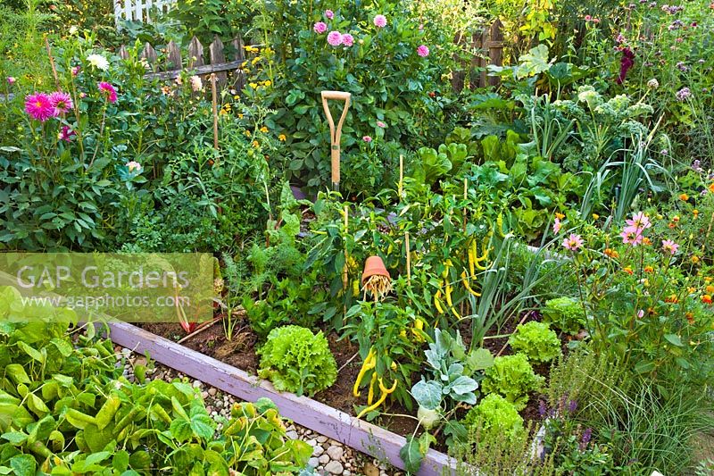 Mixed vegetable bed of lettuces, peppers, kohlrabi, celery, swiss chards tomatoes and leeks in summer.