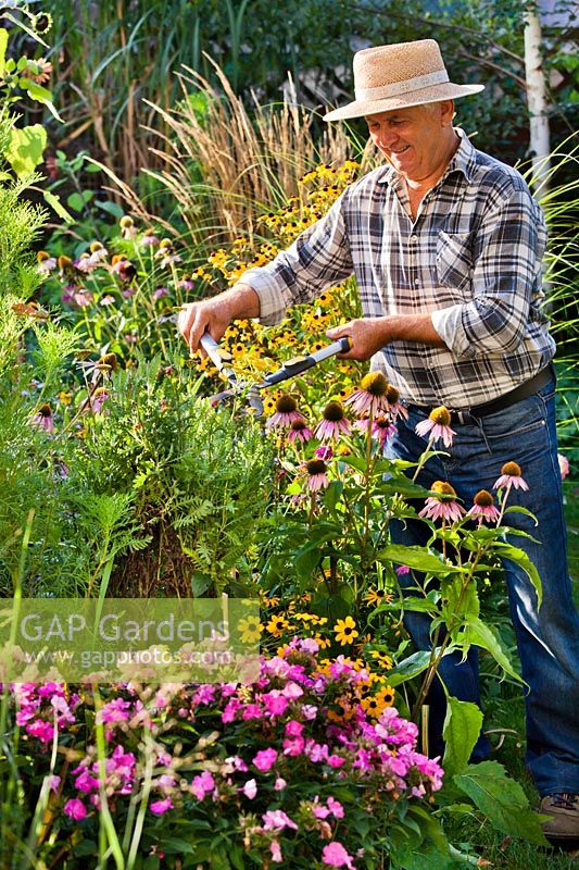 Man working in border with grasses and perennials in summer.