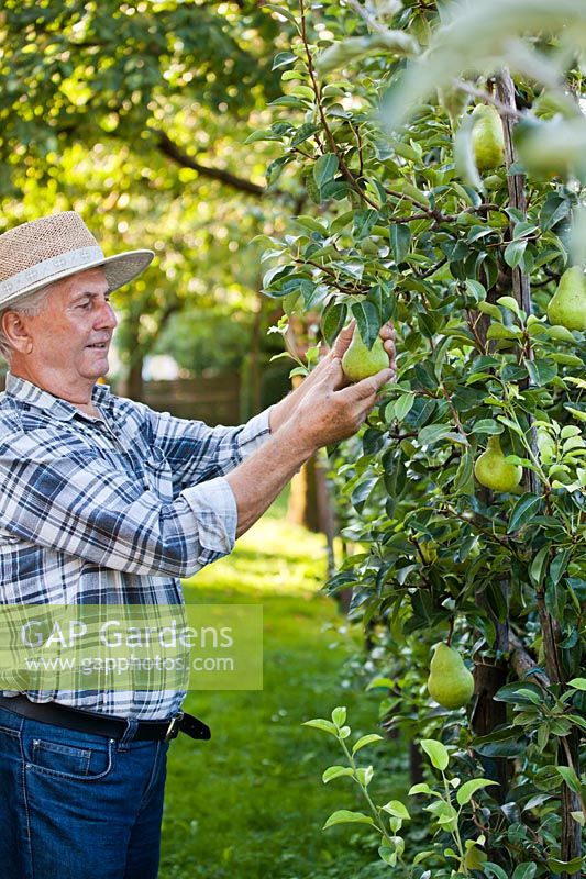 Man picking pears Pyrus  'Williams pear' in the autumn.