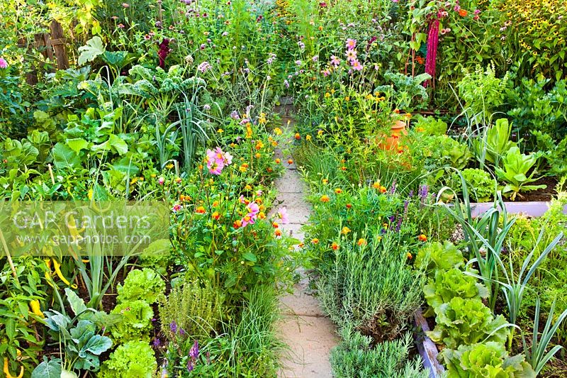 Borders of annuals and perennials in kitchen garden to attract beneficial insects.  Planting includes Tagetes patula - French marigolds, Dahlia, Lavandula angustifolia, Verbena bonariensis, Zinnia, Agastache rugosa and Rudbeckia triloba.