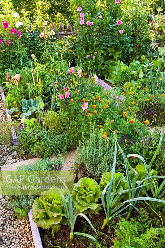Mixed planting of vegetables, herbs and flowers in summer kitchen garden. Lettuces, leeks, Lavandula angustifolia, chives, savory, Salvia nemorosa, Tagetes patula - French marigolds, Dahlia and peppers