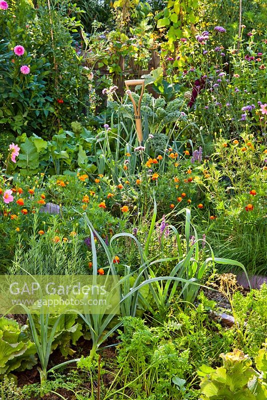 Mixed planting in vegetable garden of lettuces, leeks, carrots, lavender, chives, dahlias, French marigolds,  kale, turnips and runner beans