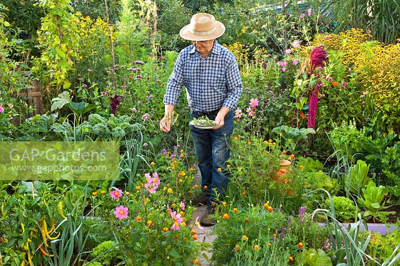 Man harvesting Savory in vegetable garden