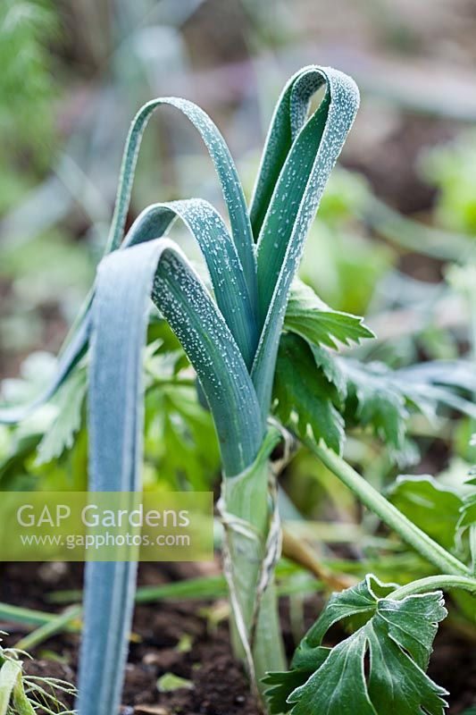 Allium porrum - leek in frost