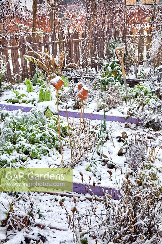 Beds of vegetables and herbs in snow