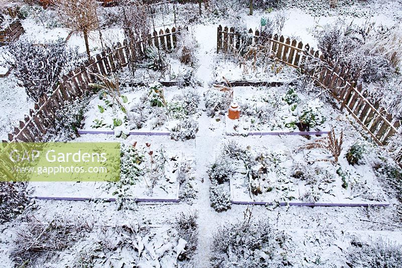 Beds of vegetables and herbs in snow