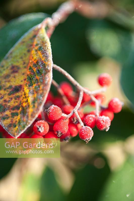 Frosted berries of Cotoneater lacteus: December, Winter.