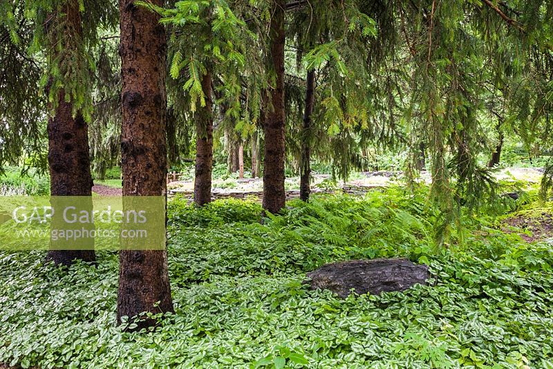 Picea abies - trees underplanted with Lamium - Deadnettle, Pteridophyta - Fern plants. Centre de la Nature public garden, Saint-Vincent-de-Paul, Laval, Quebec, Canada