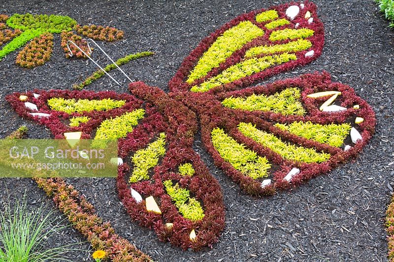Butterfly and dragonfly sculptures designed with Alternanthera plants in mulch border in summer, Canada