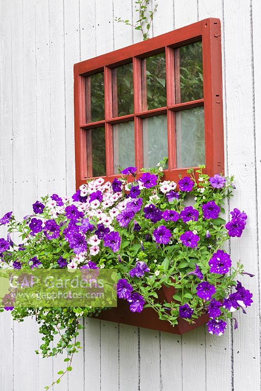 Purple Petunia 'Night Sky', Calibrachoa, Nepeta in window flower box in summer, Quebec, Canada. 