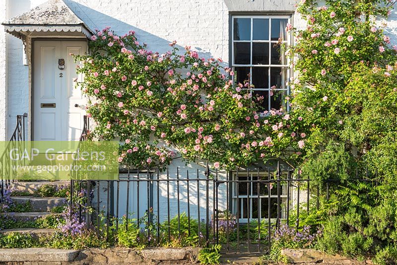 Rosa 'Albertine' trained on front of Victorian house. May.