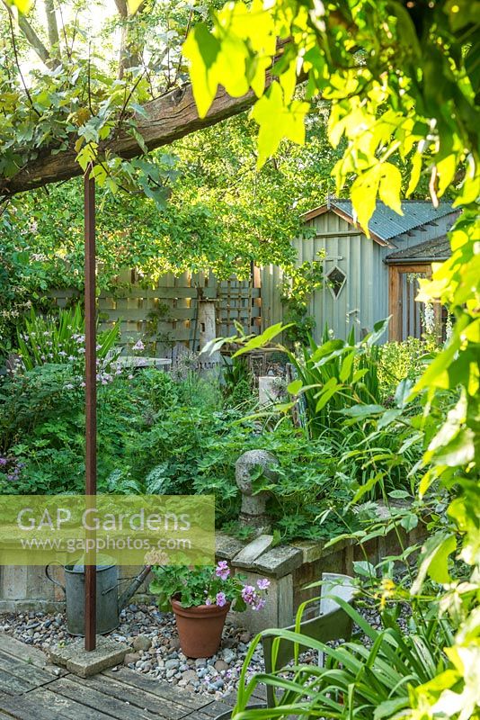 Small town garden in spring with ornamental garden shed, Grape vine trained on rustic reclaimed oak beam, Raised beds made from reclaimed bricks and stone. May
