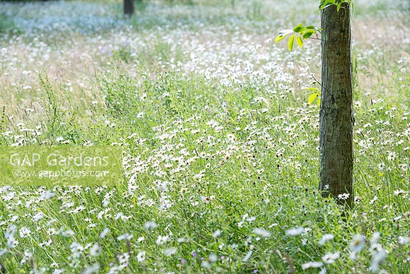 Leucanthemum vulgare - Ox-eye daisy naturalised in a wildflower meadow. June