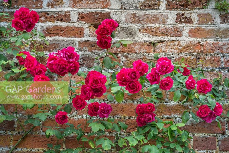 Rosa 'Paul's Scarlet Climber' trained on old garden wall. June