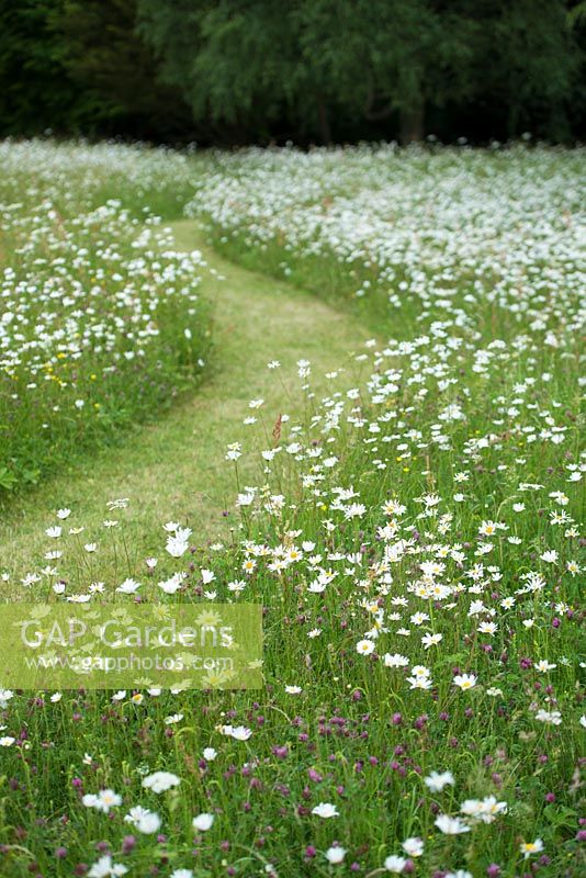 Wildflower meadow with mown path and ox eye daisies. June