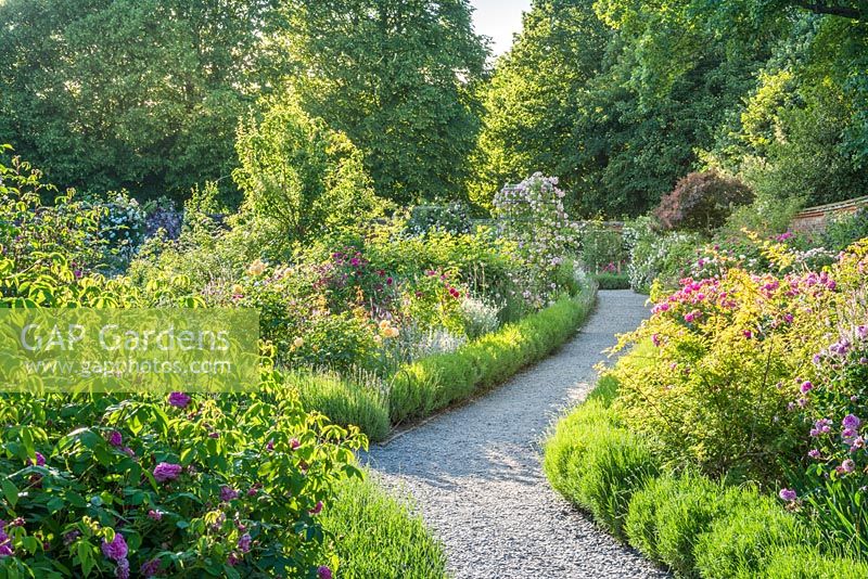 View of walled rose garden with lavender edged path. June