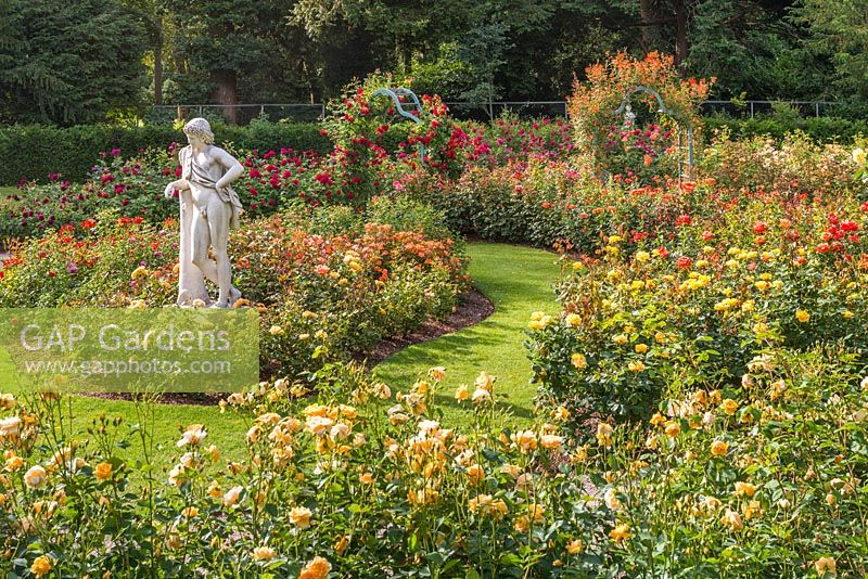 Cliveden Rose Garden. June