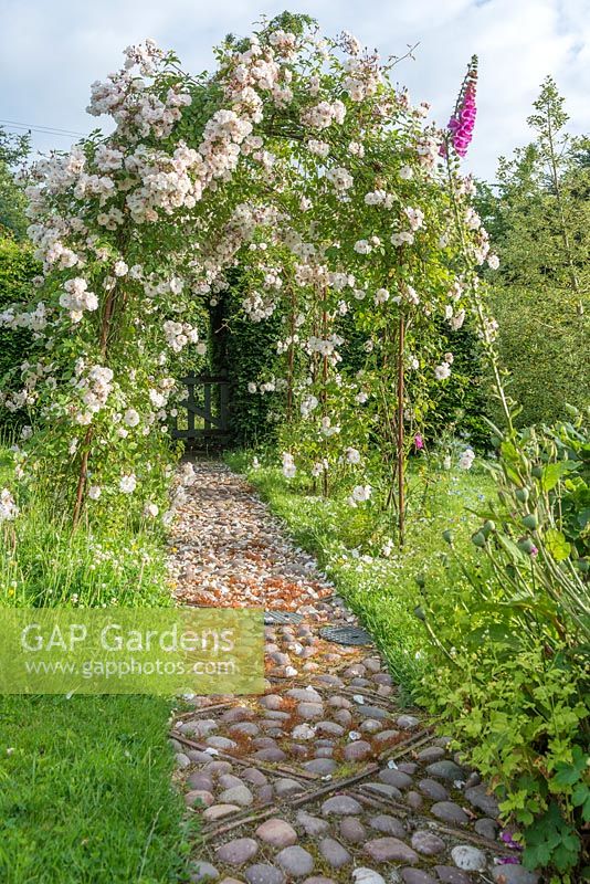Rosa 'Adelaide d'Orleans' trained over rose arches along cobbled mosaic path. June