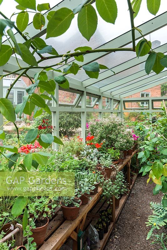 Interior of lean to greenhouse with collection of species pelargoniums and succulents. June