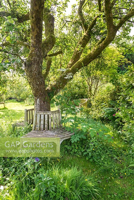Wooden tree seat under old apple in wild garden. June
