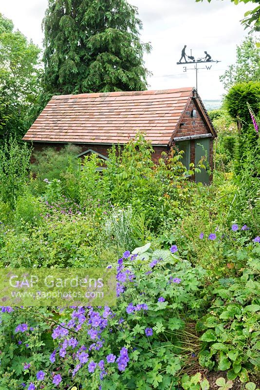 Geraniums in wild garden and garden studio with weather vane made by Dorset Weathervanes. June