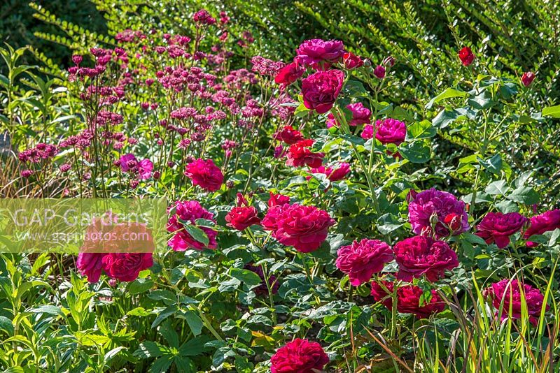 Rosa 'Darcey Bussell' and Astrantia major 'Claret'. June